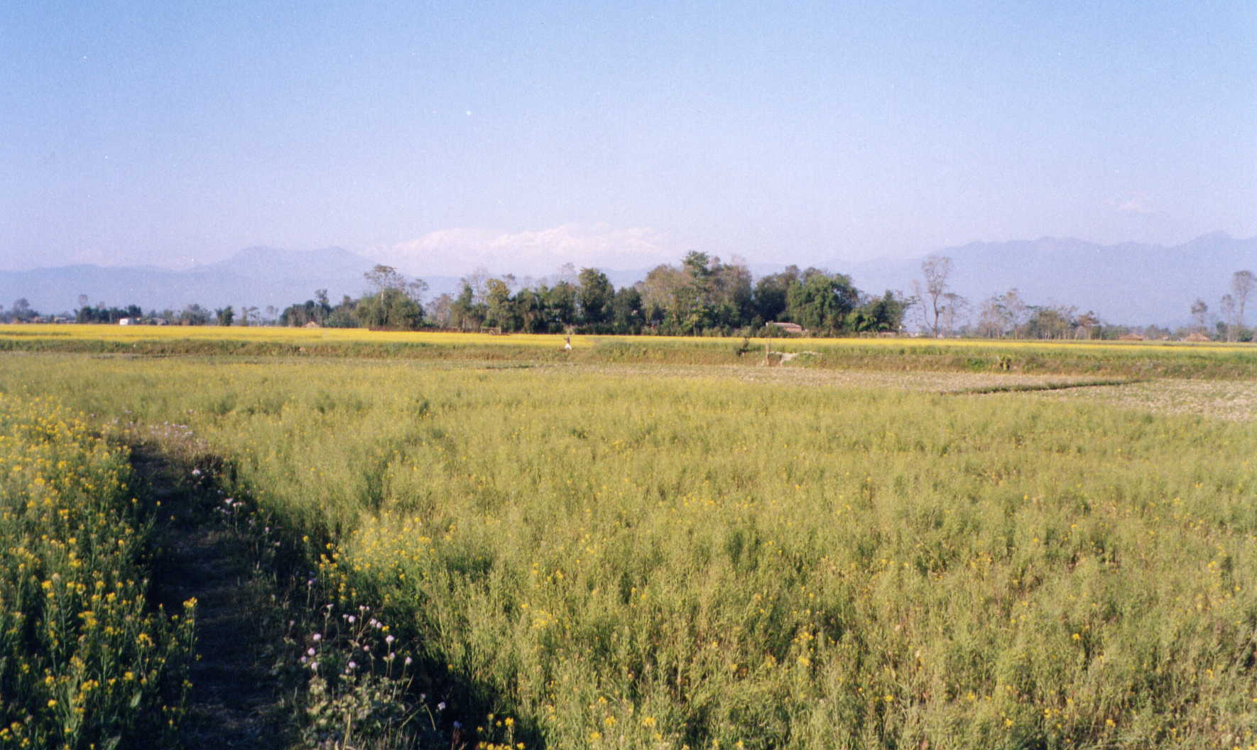 Terai